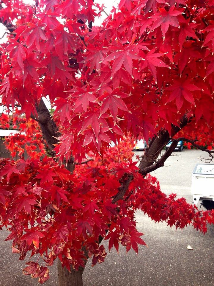 The Amazing Autumn Trees that made me ‘Fall’ in love with Japan