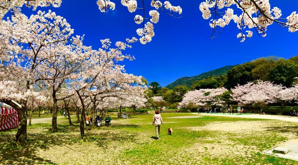 Sakura and Other Flowers That Bloom in Spring 