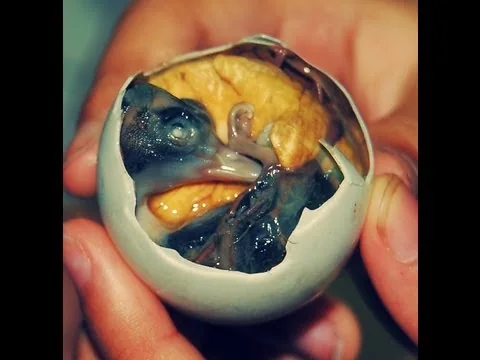 Image result for balut